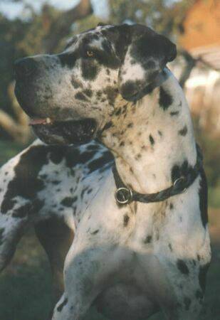 great-danes-harl.jpg