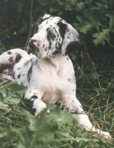 great-danes-harlekin.jpg