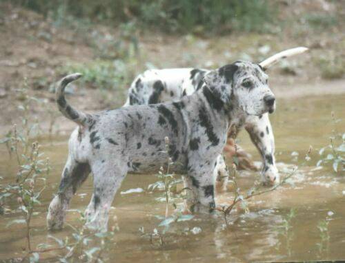 great-danes-merles.jpg