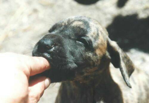 great-danes-nurse.jpg