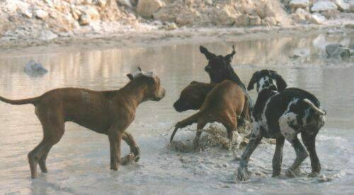 great-danes-play.jpg