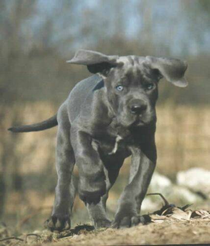 great-danes-puppi.jpg