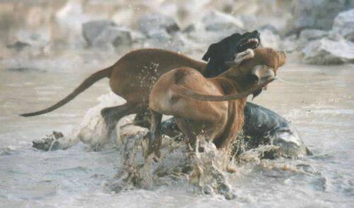 great-danes-puppys.jpg