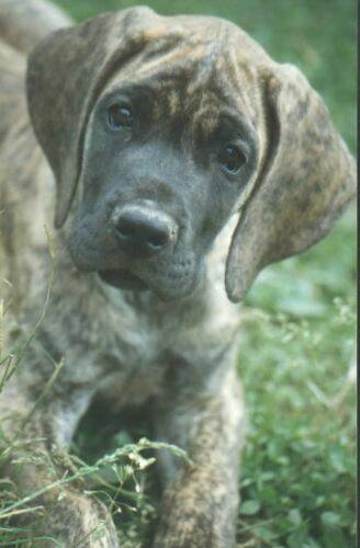 great-danes-pups.jpg