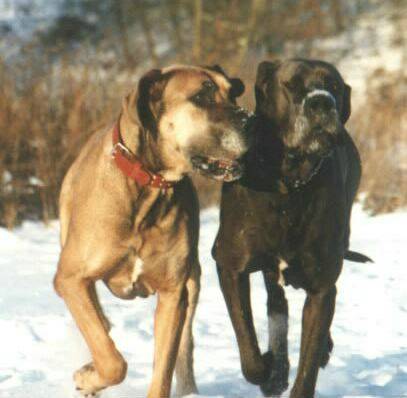 great-danes-walk.jpg