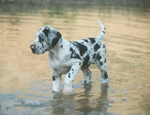 great-danes-water.jpg