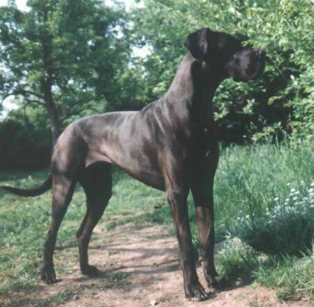 great-danes-witch.jpg