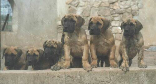 great-danes-yellow.jpg