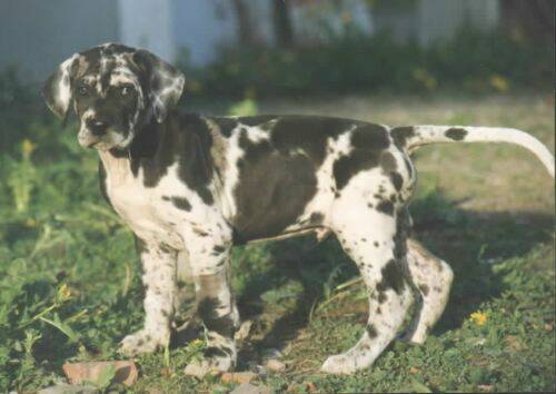 merle-great-danes-.jpg