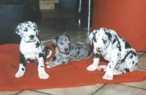 merle-great-danes.jpg