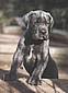 great-danes-blue5.jpg