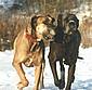 great-danes-walk.jpg