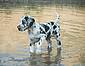 great-danes-water.jpg