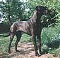great-danes-witch.jpg