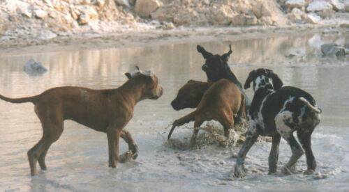 Deutsche-Doggen-bad.jpg