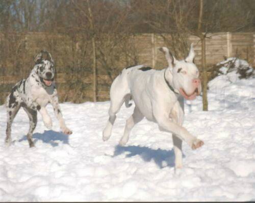 Deutsche-Doggen-foto2.jpg