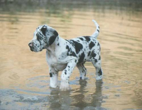 Teich-Dogge.jpg