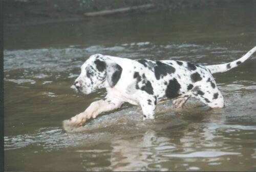 Wasser-dogge.jpg