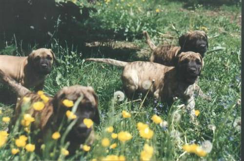 deutsche-doggen-gang.jpg