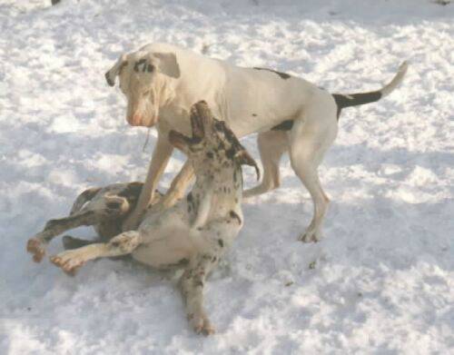 kämpfende doggen.jpg