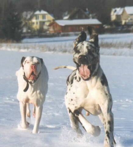 schnee-doggen.jpg