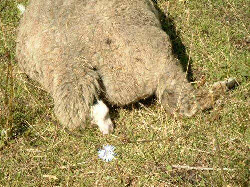 Alpaca-Birth-2.jpg