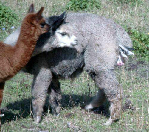 Alpaca-Birth-4.jpg