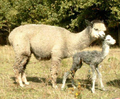 Alpaca-Birth-93.jpg