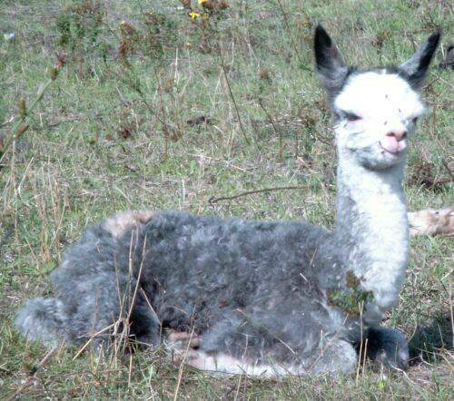 Alpaca-Birth-94.jpg