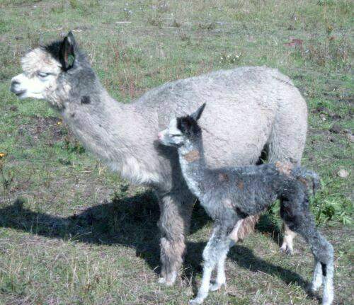 Alpaca-Birth-95.jpg