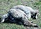 Alpaca-Birth-1.jpg