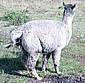 Alpaca-Birth-5.jpg