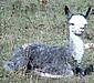 Alpaca-Birth-94.jpg