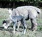 Alpaca-Birth-96.jpg