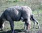 Alpaca-Birth-97.jpg