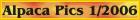alpaca pics new button.jpg