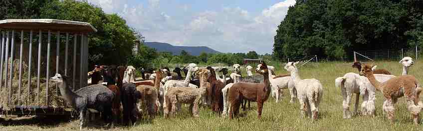 alpacas-berde.jpg