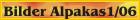 alpakka-bilder-button.jpg