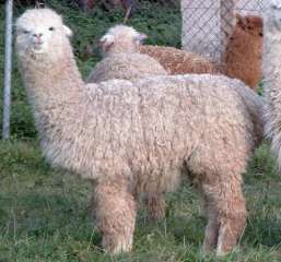 huacaya alpaca.jpg