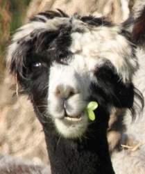  alpaca  female 201