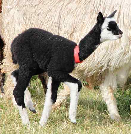 black alpaka-for sale.jpg