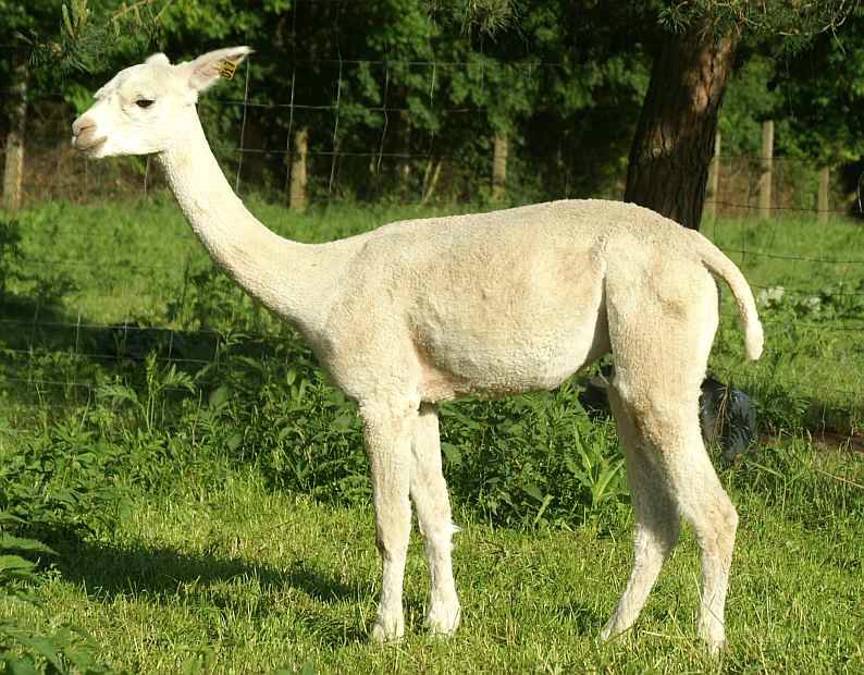alpaca-17-body-left-1.jpg