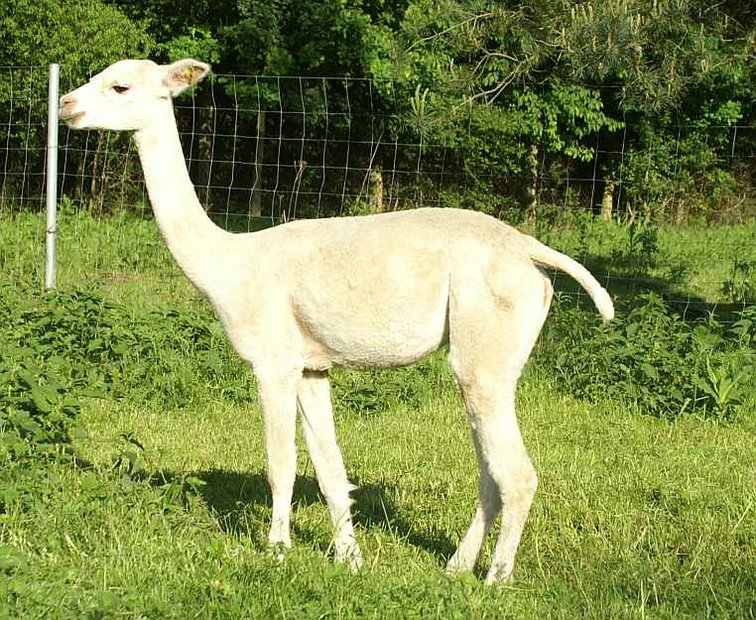 alpaca-17-body-left-11.jpg