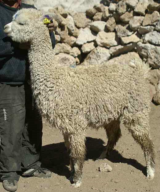 alpaca-17-body-left-12.jpg