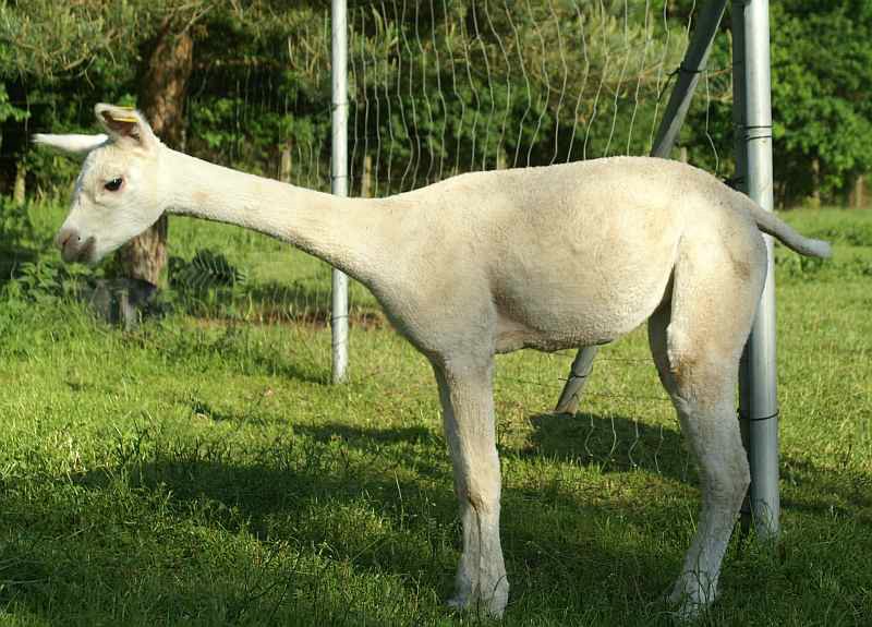 alpaca-17-body-left.jpg