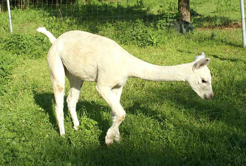 alpaca-17-body-rechts.jpg