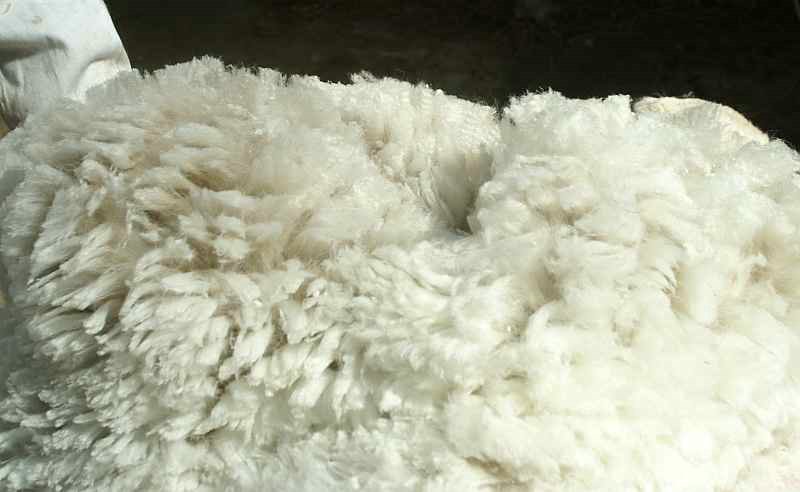 alpaca-17-faser-1.jpg