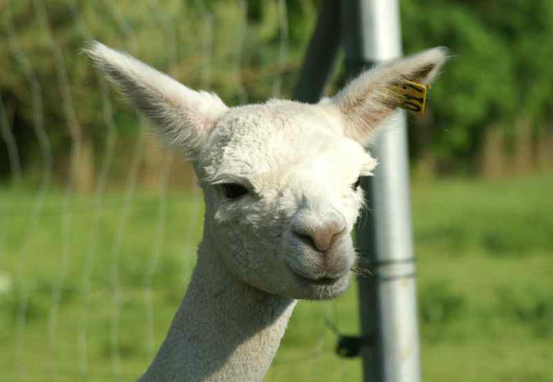 alpaca-17-head-right.jpg