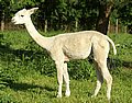 alpaca-17-body-left-1.jpg