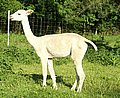 alpaca-17-body-left-11.jpg